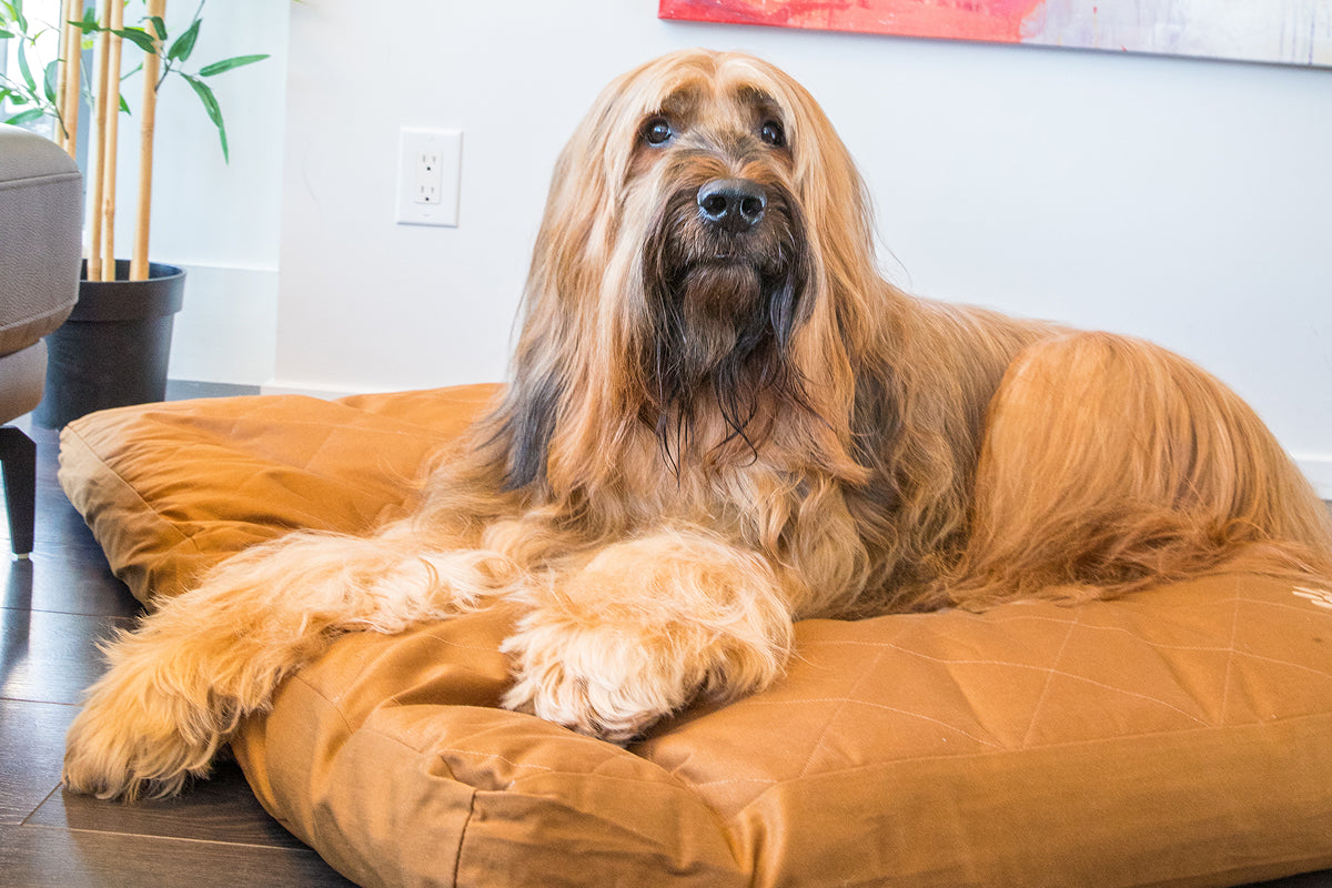 The Best Summer Dog Bed for Cool, Comfortable Sleep