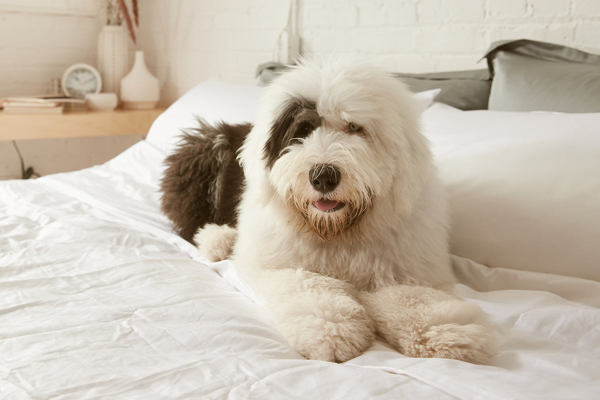 Discover the Best Pet Hair Resistant Bedding for a Cleaner Sleep Space