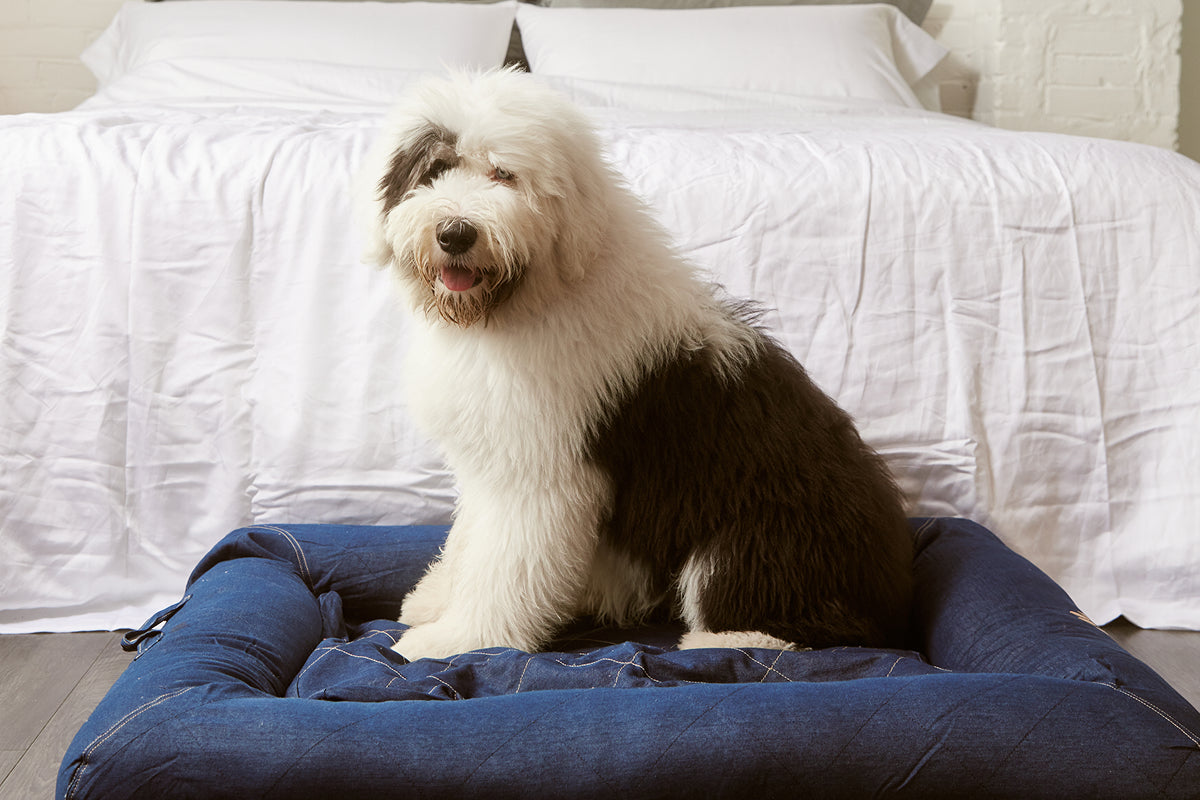 The Best Bedding for Dog Owners: Comfort for You and Your Pup